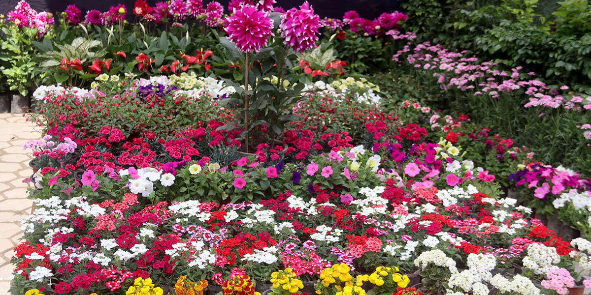 फूल प्रदर्शनी