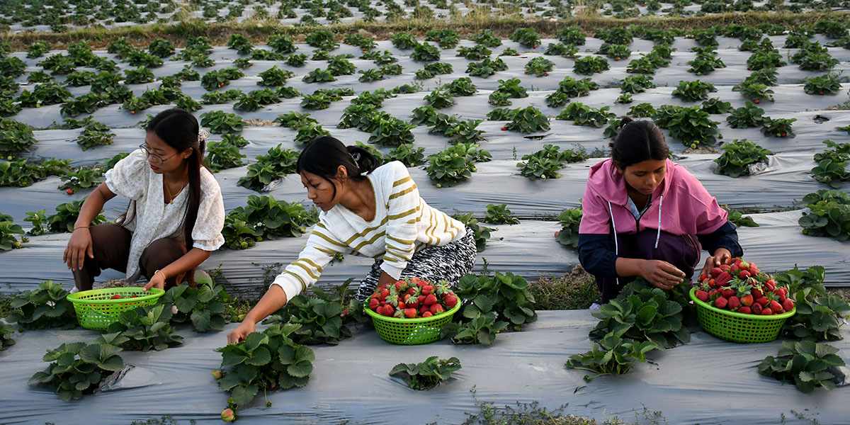 स्ट्रबेरी  टिपिँदै