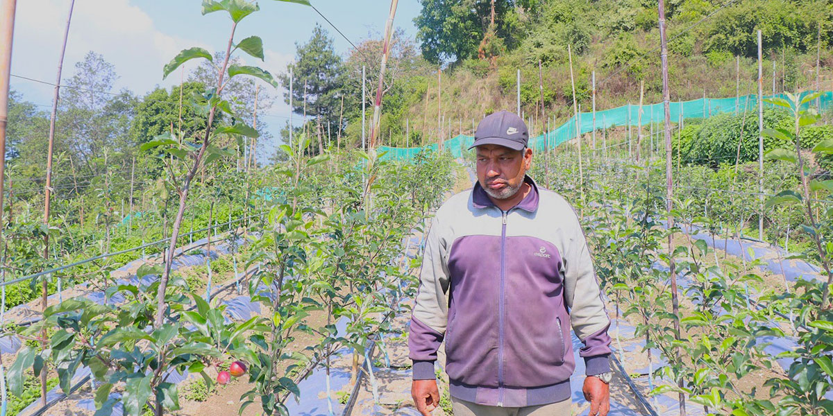 म्याग्दीको गाजनेमा सुरु गरियो स्याउखेती