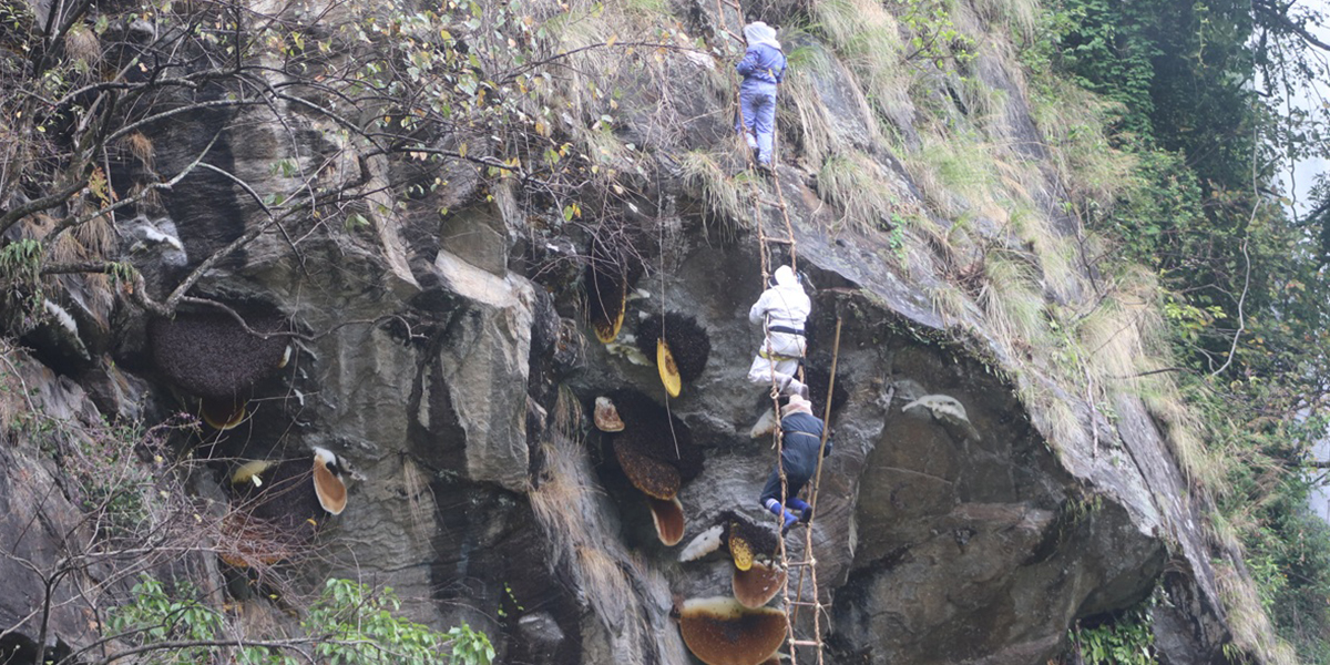 जोखिम भए पनि धमाधम चल्दैछ भिर मौरीको महको सिकार