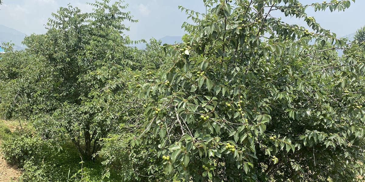 असिनाको असरः ‘बुद्धचित्त’को गुणस्तर खस्कनेमा किसानको चिन्ता