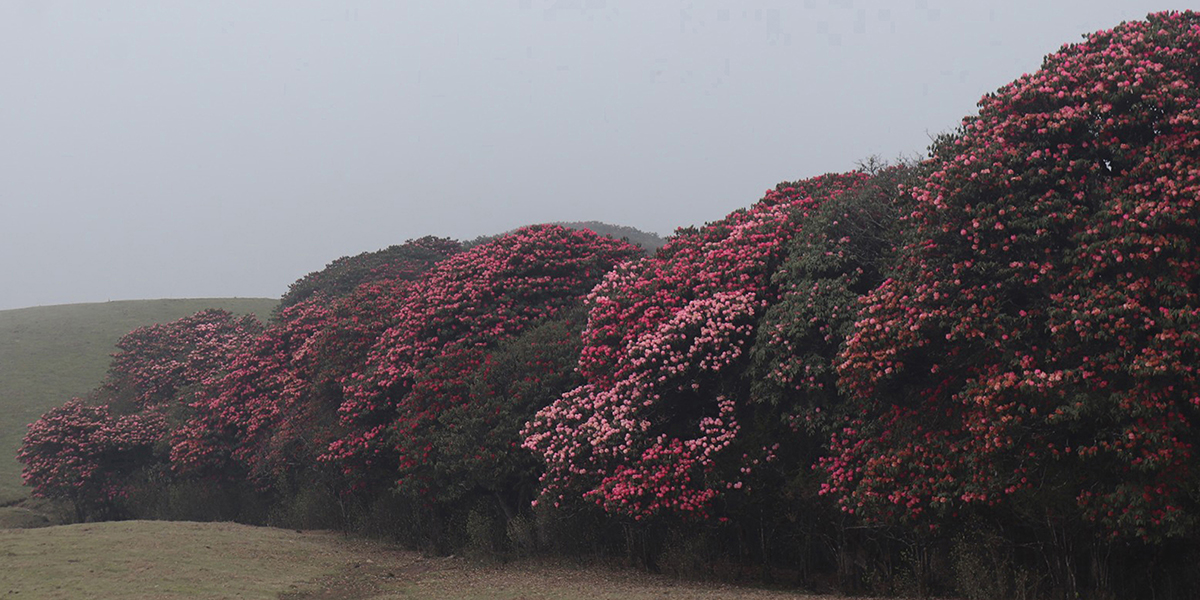 गुराँसले तान्दै खोटाङमा पर्यटक