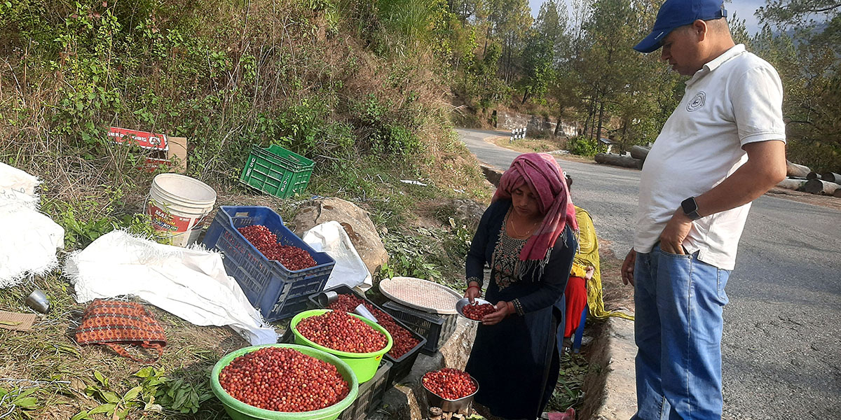 काफलको व्यापार