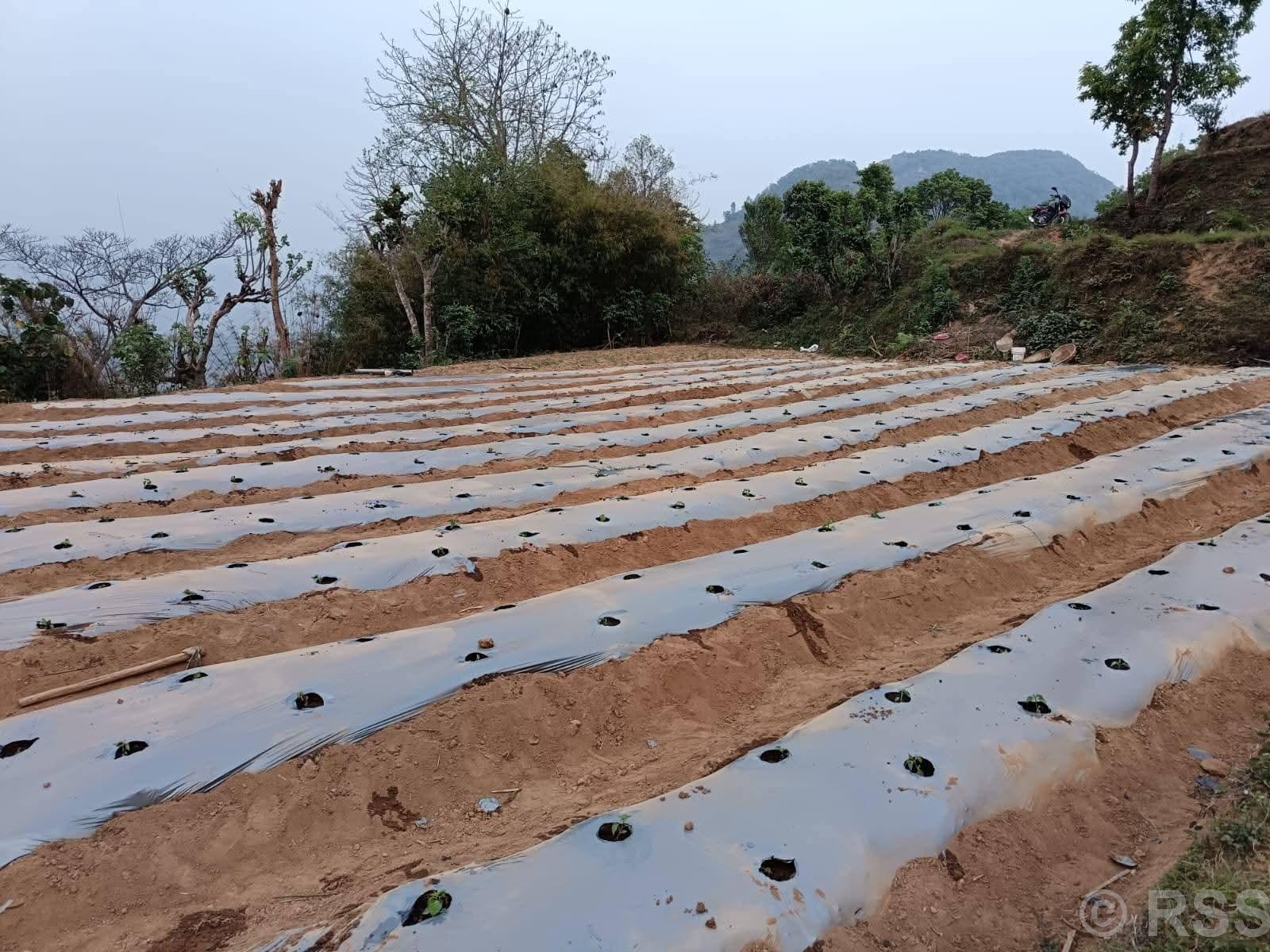 झाँडी फाडेर व्यावसायिक अकबरे खुर्सानीखेती : वार्षिक १० लाख आम्दानी गर्ने लक्ष्य