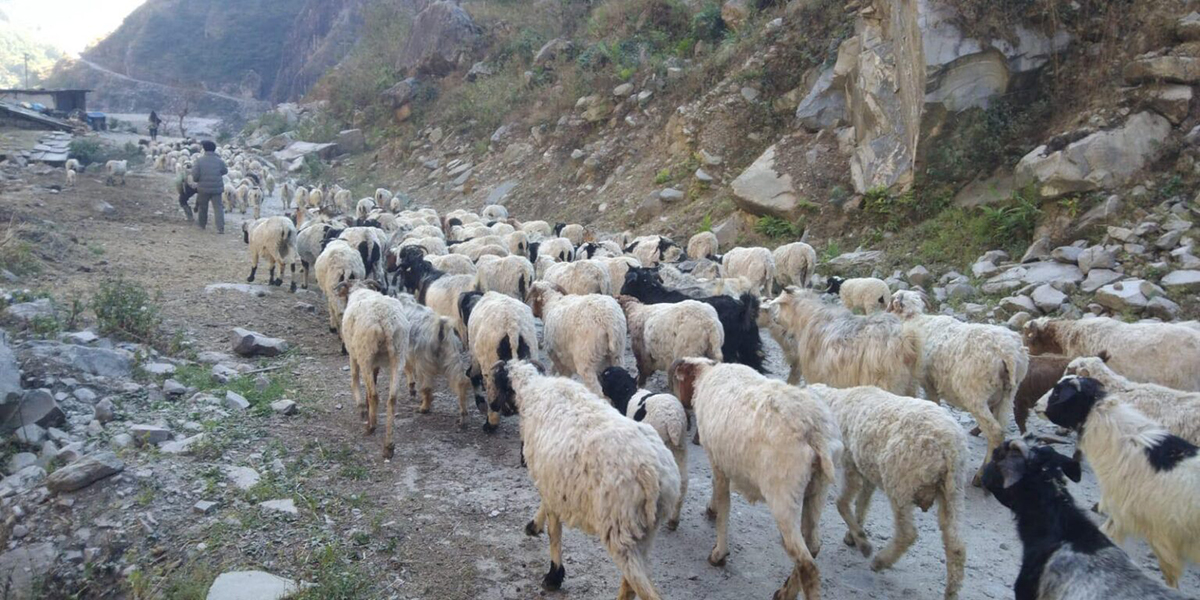 जलवायु परिवर्तन र जनशक्ति पलायनले संकटमा भेडापालन