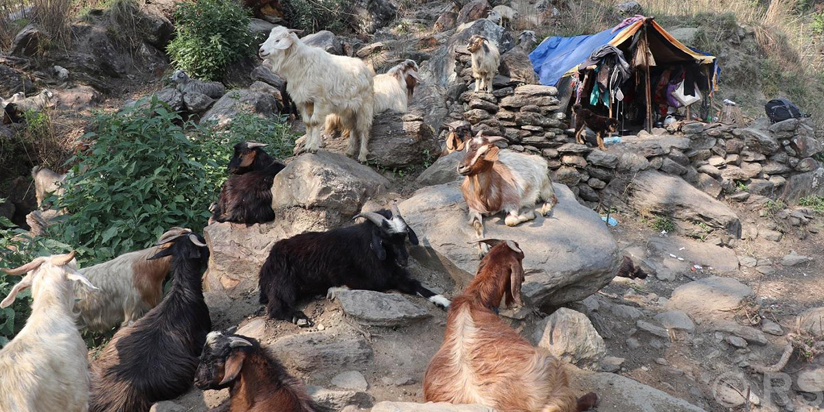 धवलागिरीका घुम्ती गोठ संकटमा