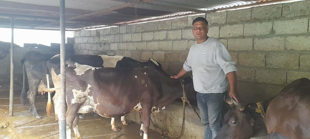 गाउँ फर्किने निर्णय बन्यो जीवनको टर्निङ प्वाइन्ट, गाईपालनले दिलायो आर्थिक सफलता