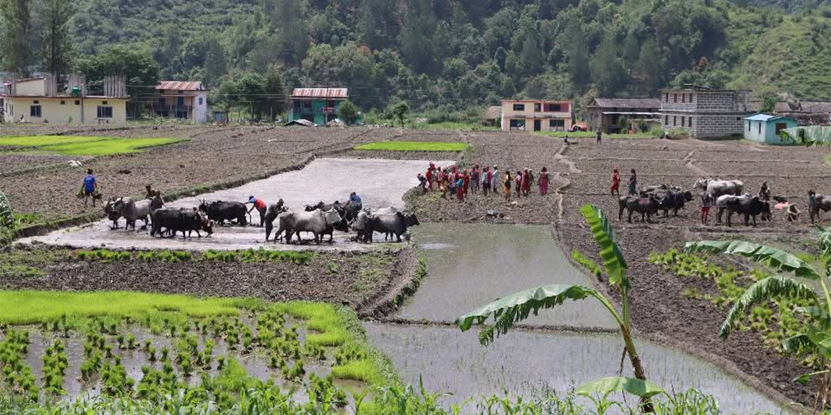 लोपोन्मुख जोरायले बासमती धान संरक्षणमा जुटे किसान