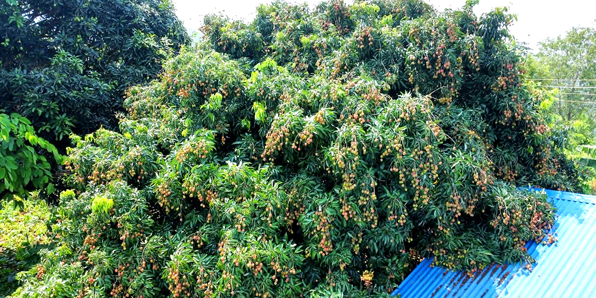 लटरम्म लिची