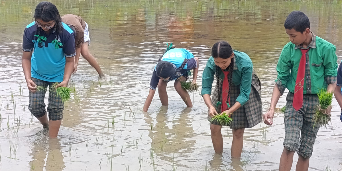 विद्यार्थीलाई सिकाइयो धान रोप्न