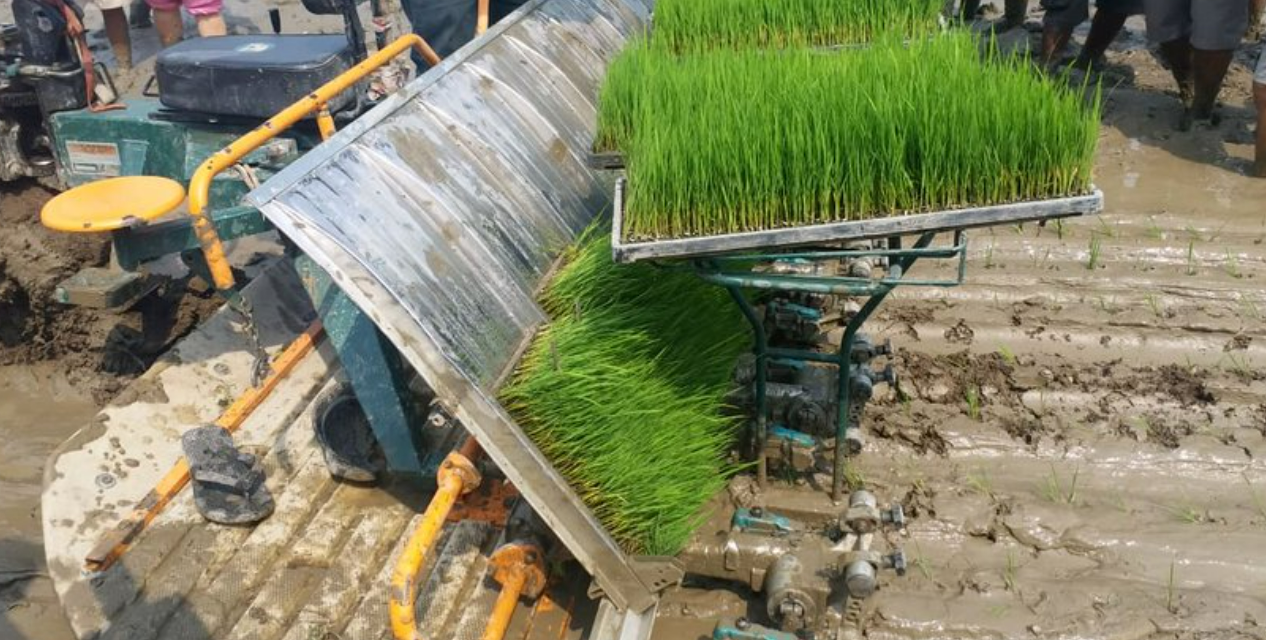 स्थानीय बाली उत्पादन र प्राङ्गारिक खेतीका लागि अनुदान