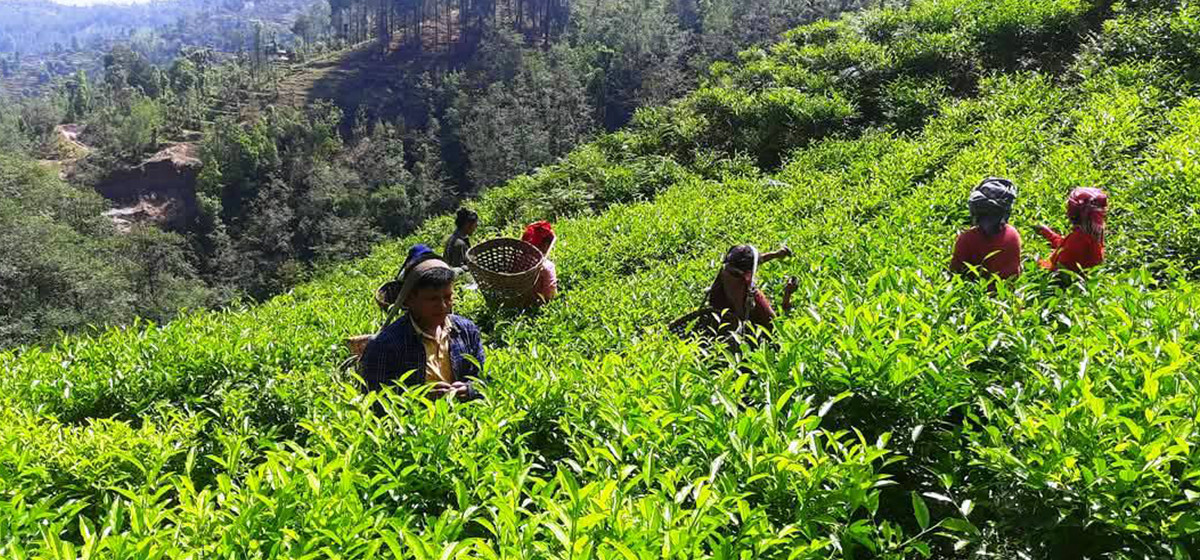कडाइका साथ भारत जान थाल्यो चिया