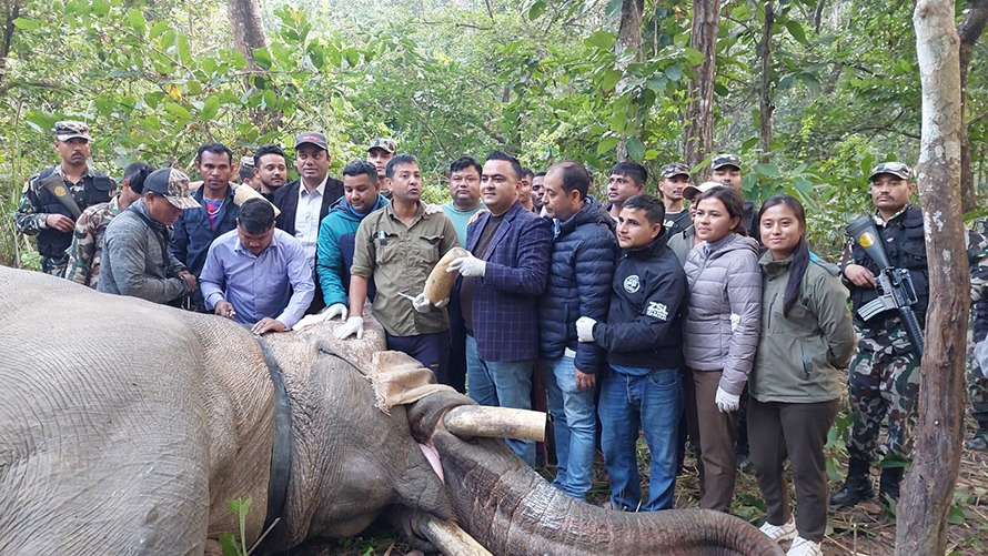 दाह्रा काटिएको ध्रुर्वे हात्तीको १०-१० मिनेटमा निगरानी, शरीरमा जोडियो ‘रेडियो कलर’