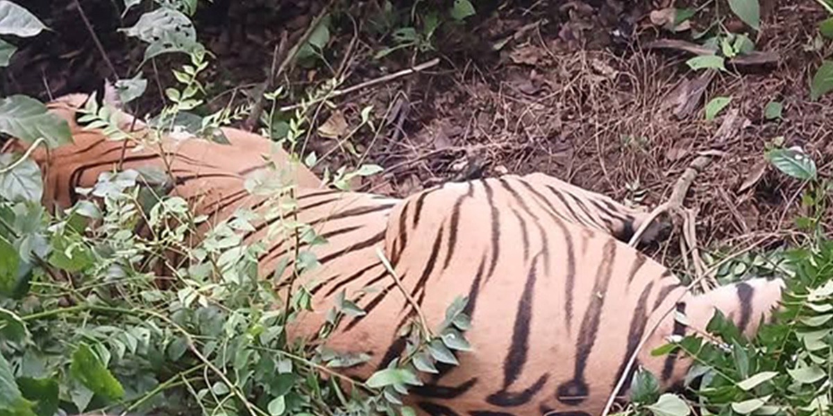 सामुदायिक वनबाट गाउँ पसेर चौपाया मार्ने बाघ नियन्त्रणमा