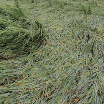 वर्षासँगै हावाहुरी पनि चल्दै, बाँकेमा धानबालीमा क्षति