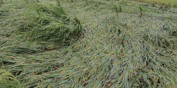 वर्षासँगै हावाहुरी पनि चल्दै, बाँकेमा धानबालीमा क्षति