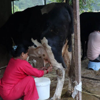 १३ वर्ष साउदी अरबमा गाडी चलाएका तोपबहादुरले अगाले कृषि पेसा, ९० लिटर दूध बेच्छन्