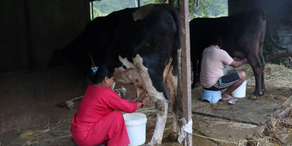 १३ वर्ष साउदी अरबमा गाडी चलाएका तोपबहादुरले अगाले कृषि पेसा, ९० लिटर दूध बेच्छन्