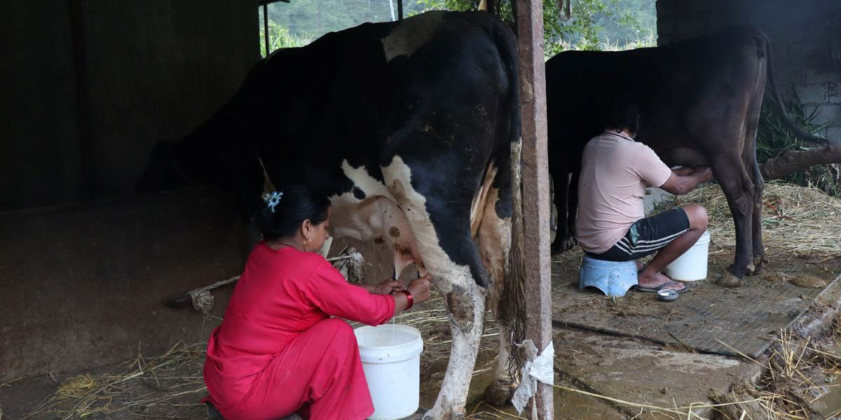 १३ वर्ष साउदी अरबमा गाडी चलाएका तोपबहादुरले अँगाले कृषि पेसा, ९० लिटर दूध बेच्छन्