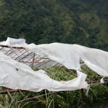हुरीले टनेलको प्लास्टिक च्यातिएपछि गोलभेँडा खेतीमा क्षति