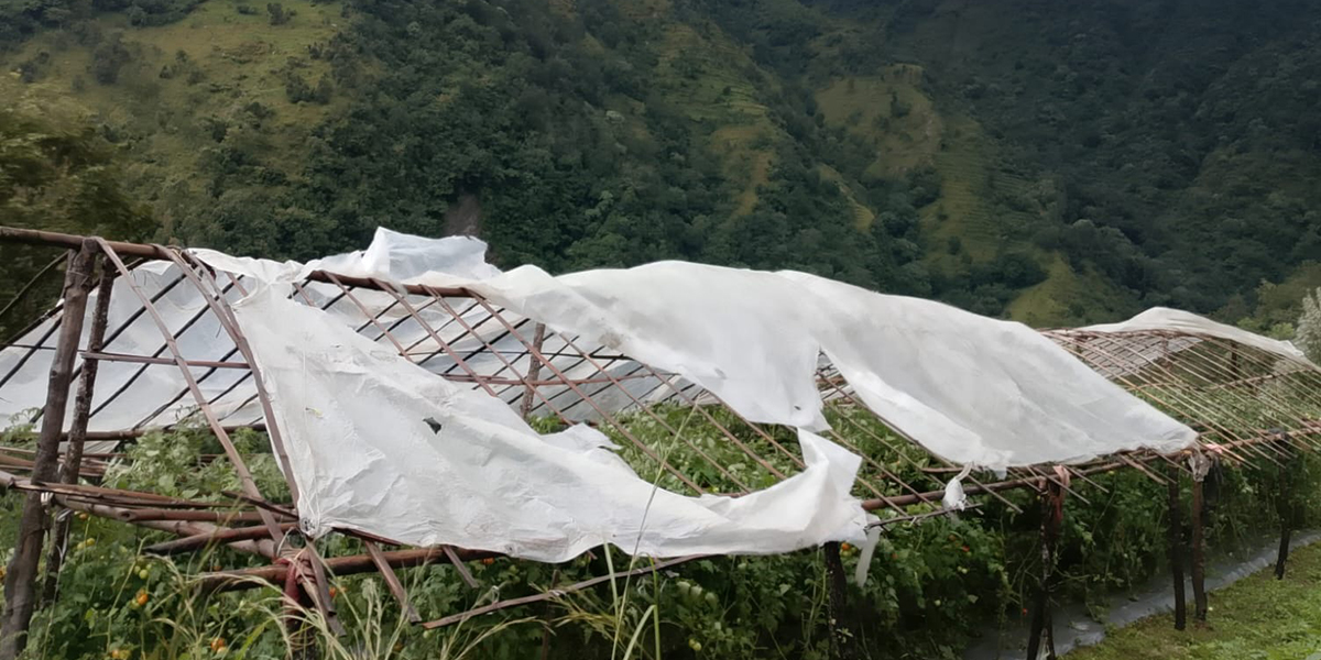 हुरीले टनेलको प्लास्टिक च्यातिएपछि गोलभेँडा खेतीमा क्षति