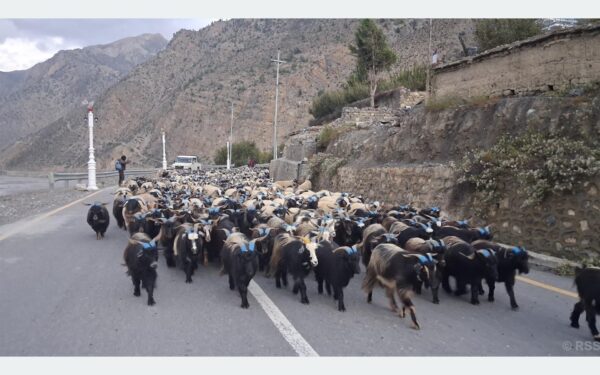 लाग्यो दसैँ, जोमसोम आइपुगे डोल्पाका भेडाच्यांग्रा
