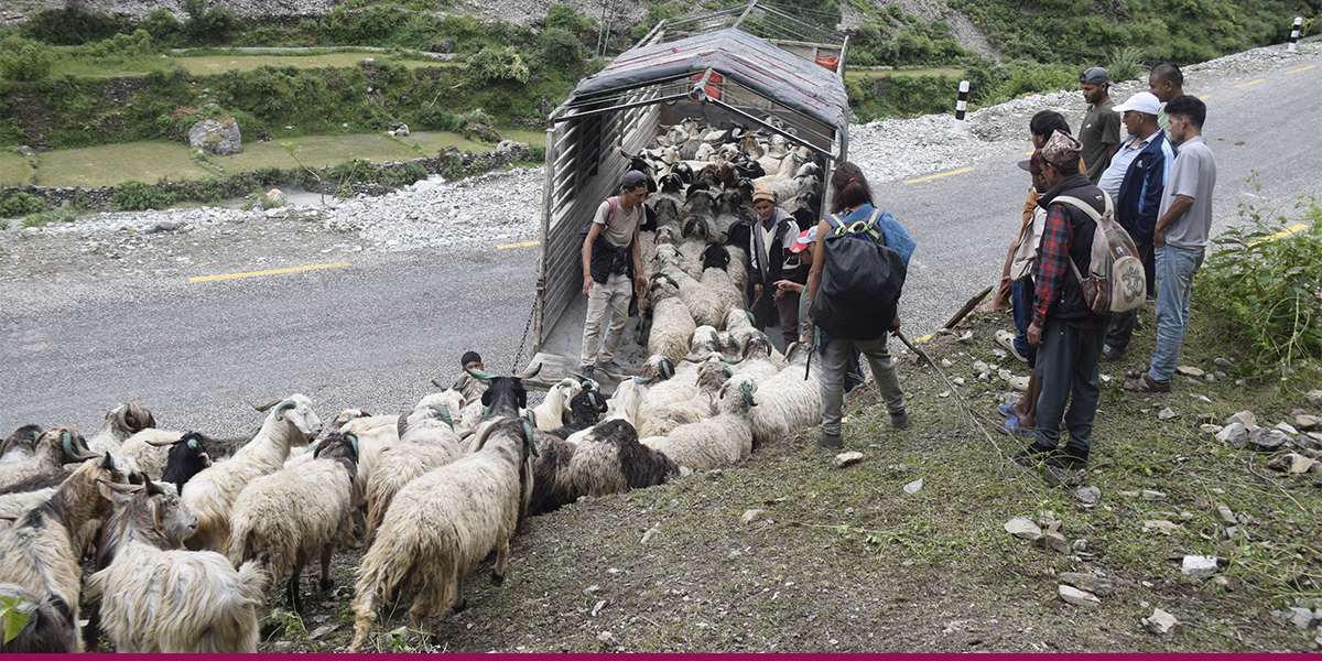 भेडाच्यांग्राको व्यापारमा व्यस्त छन् साइपालका व्यापारी, १५ वर्षदेखि दसैँ घरबाहिर