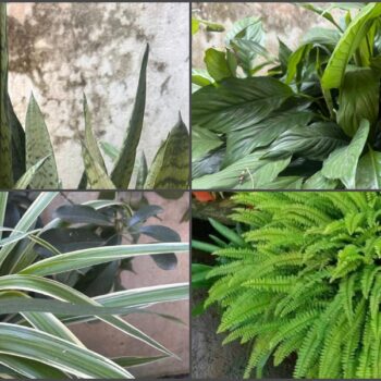 स्वस्थ जीवनका लागि प्रकृतिलाई घरमा भित्र्याऔँ