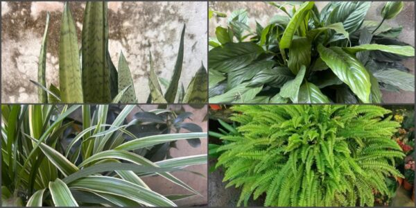 स्वस्थ जीवनका लागि प्रकृतिलाई घरमा भित्र्याऔँ