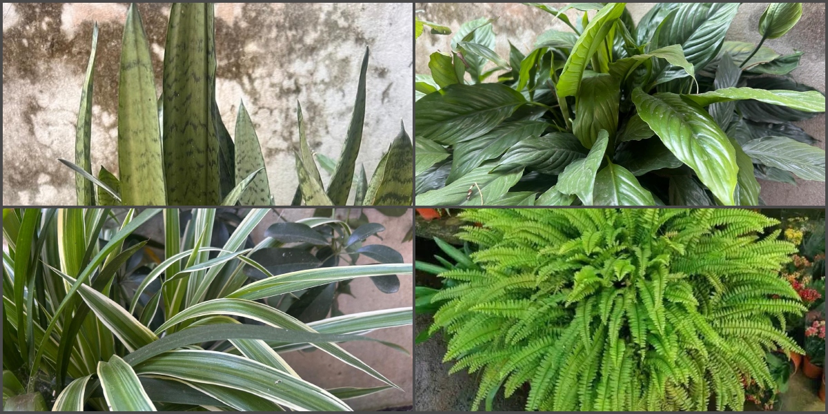 स्वस्थ जीवनका लागि प्रकृतिलाई घरमा भित्र्याऔँ