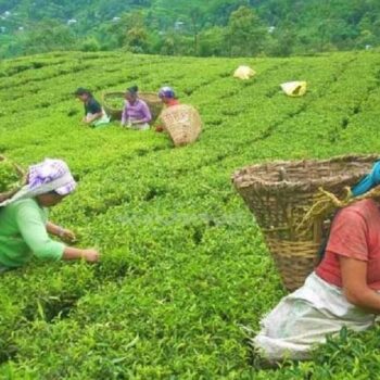 अझै छैन नेपाली चियाको बजारको पहिचान, कायम राख्न परीक्षण प्रयोगशालाको माग
