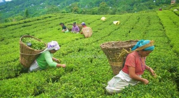 अझै छैन नेपाली चियाको बजारको पहिचान, कायम राख्न परीक्षण प्रयोगशालाको माग