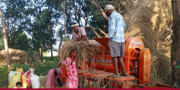 कामदार अभावपछि धान झार्न थ्रेसरको प्रयोग बढ्दै