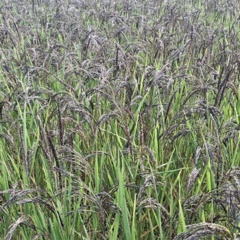 बाँकेमा कालानमक धानबाट राम्रो आम्दानी हुन थालेपछि खेती विस्तार