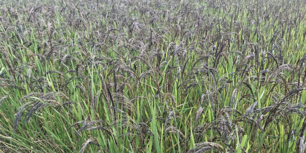 बाँकेमा कालानमक धानबाट राम्रो आम्दानी हुन थालेपछि खेती विस्तार