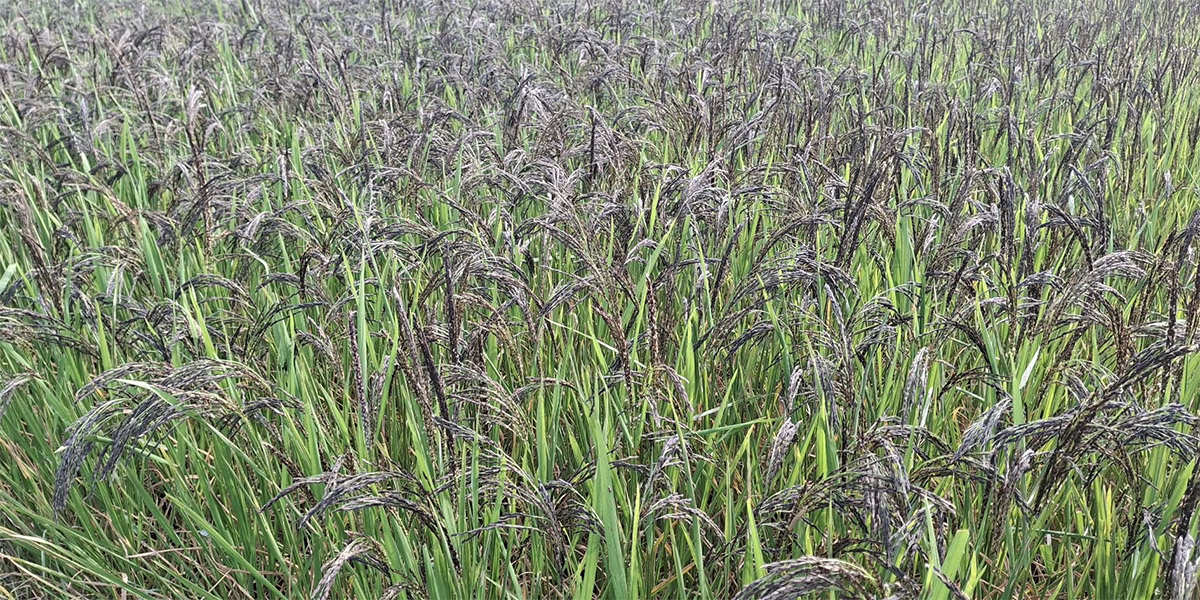 बाँकेमा कालानमक धानबाट राम्रो आम्दानी हुन थालेपछि खेती विस्तार
