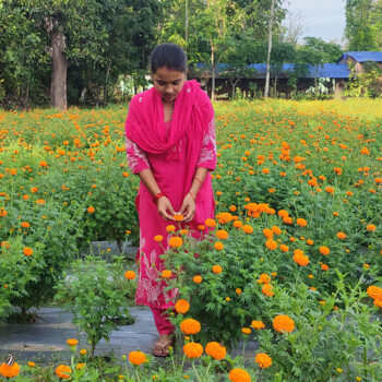 कृषि जेटिए पढेपछि फूलखेतीमा लागिन् मेघा, परम्परागत खेतीभन्दा दोब्बर आम्दानी