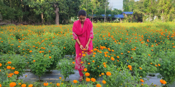 कृषि जेटिए पढेपछि फूलखेतीमा लागिन् मेघा, परम्परागत खेतीभन्दा दोब्बर आम्दानी