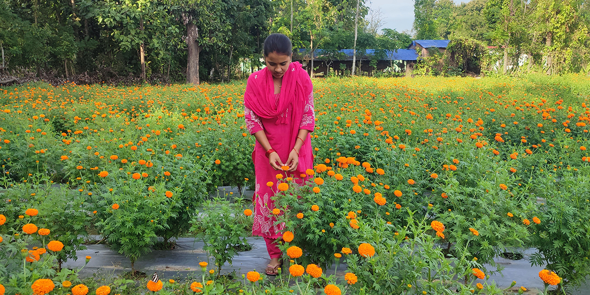 कृषि जेटिए पढेपछि फूलखेतीमा लागिन् मेघा, परम्परागत खेतीभन्दा दोब्बर आम्दानी