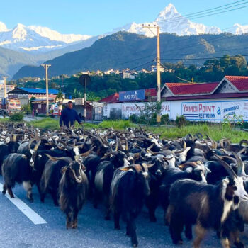 पोखरामा भेडाच्यांग्रा