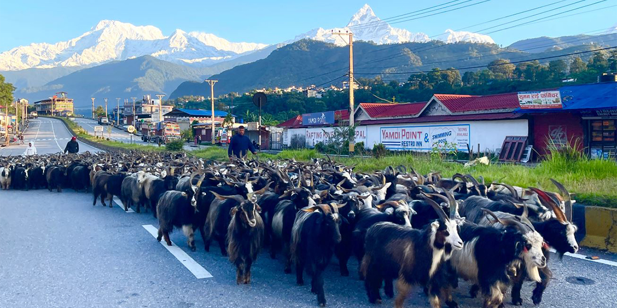 पोखरामा भेडाच्यांग्रा
