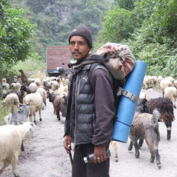 भेडाच्यांग्रा बेच्न मुगुबाट ३६ दिन लगाएर म्याग्दी पुगे किसान, भन्छन् : बिक्दैनन् कि भन्ने पीर छ