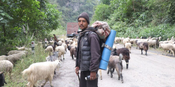 भेडाच्यांग्रा बेच्न मुगुबाट ३६ दिन लगाएर म्याग्दी पुगे किसान, भन्छन् : बिक्दैनन् कि भन्ने पीर छ