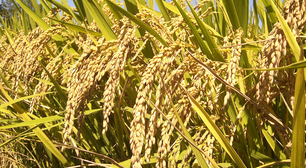 गुल्मीमा धान उत्पादन ८ प्रतिशतले घट्यो