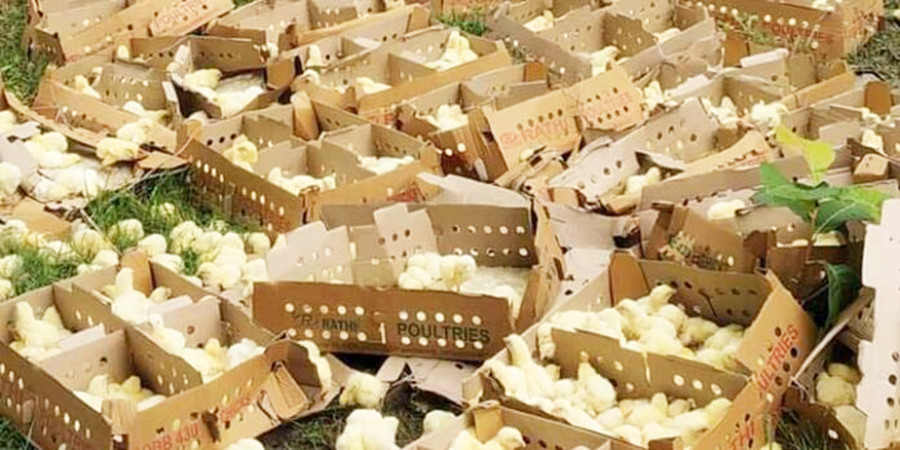 भारतीय आयातमा कडाइले नेपाली ह्याचरी उद्योगलाई राहत