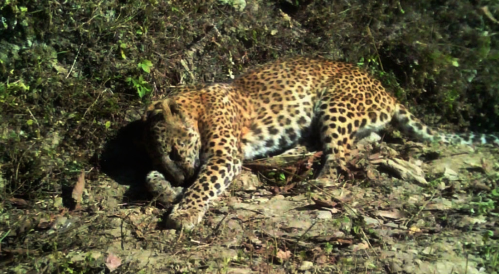 तनहुँमा घाइते चितुवाको उद्धार