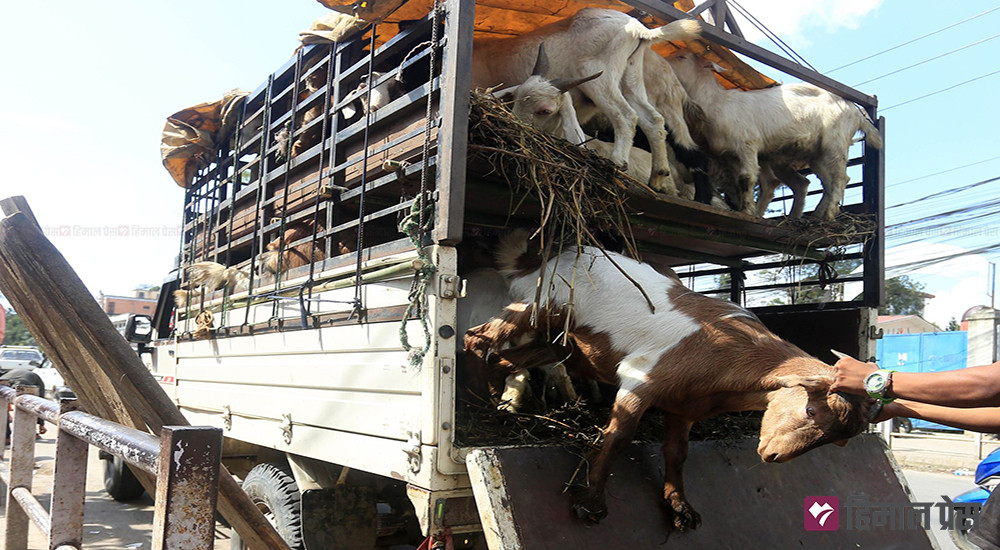 धरान कृषि बजारबाट दुई अर्ब ४० करोडको खसीको कारोबार