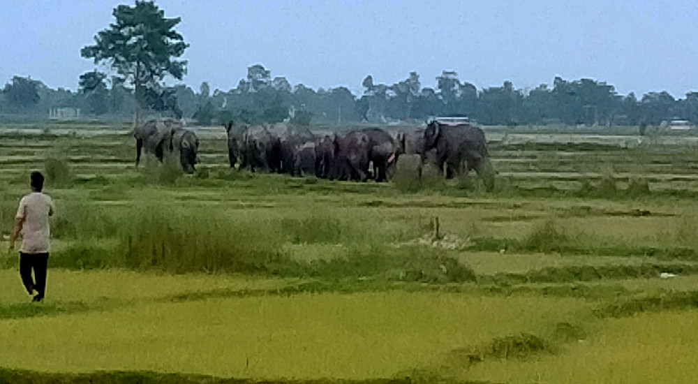 जंगली हात्ती गाउँ पसेपछि स्थानीय त्रसित, धान र केराखेती नष्ट