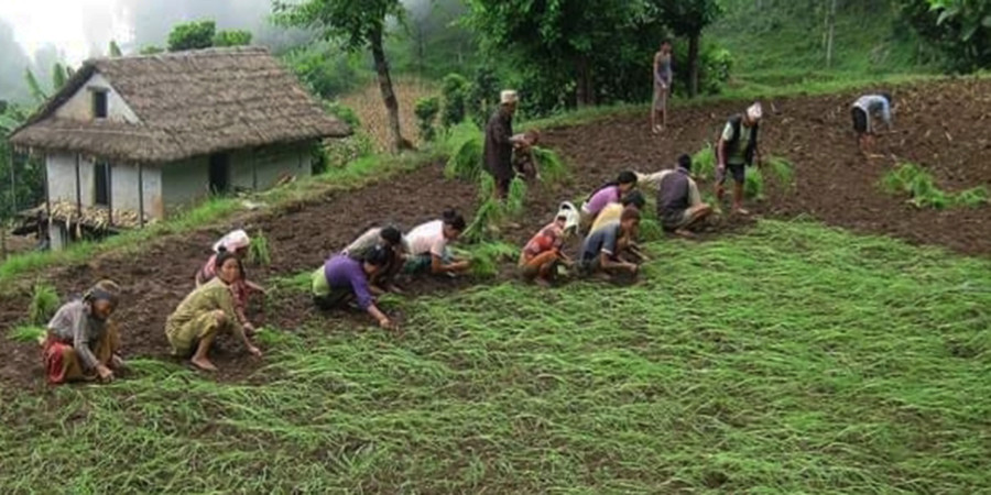 कोदो खेती : गाउँमा उत्पादन घट्दै, सहरमा महत्व बढ्दै