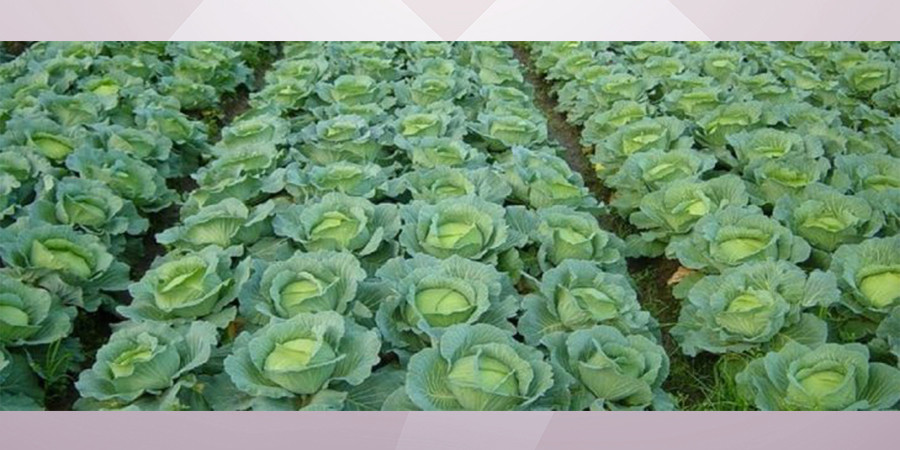 भोजपुरमा कृषितर्फ किसानको आकर्षण बढ्दै